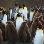 Bachelor-King-3D-Group-of-Penguins