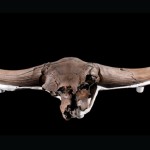 ice-age-bison-skull_560x336