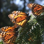 Flight of the Butterflies – Close up Monarch on tree 2 – SK Films