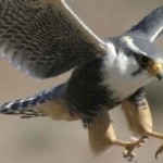 Falcon-Bird-2012-02