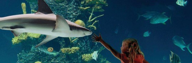 Alcorn McBride Products Take Control of Newport Aquarium’s Underwater Theater