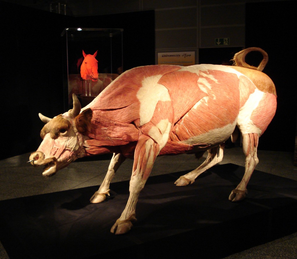 © ANIMAL INSIDE OUT, a Body Worlds Production, www.animalinsideout.com.  All rights reserved.