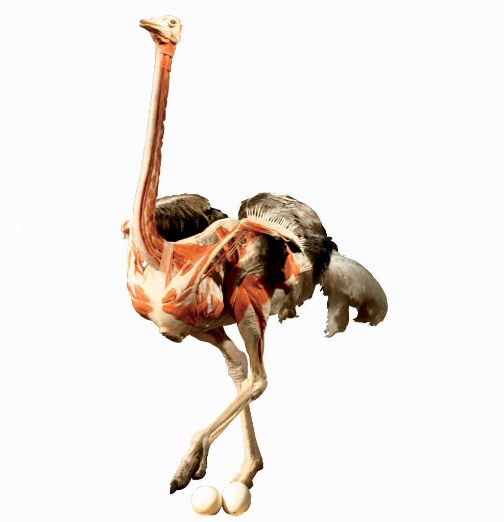 © ANIMAL INSIDE OUT, a Body Worlds Production, www.animalinsideout.com.  All rights reserved.