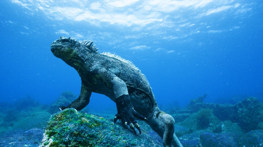 A marine iguana grazes green algae                 Copyright: Colossus Productions    