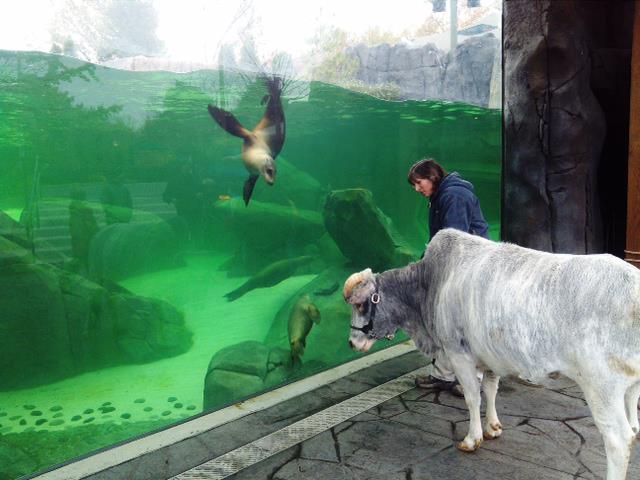 Bubbles the dwarf zebu visits the PGAV Destinations-designed Sea Lion Sound. Courtesy St Louis Zoo