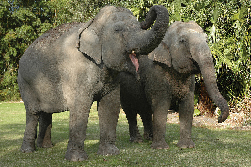 Audubon Zoo Elephant Panya Celebrates 50th Birthday