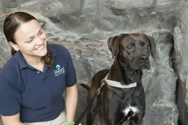 Shedd Aquarium Welcomes Newest Rescue Dog as Aquarium Amabassador