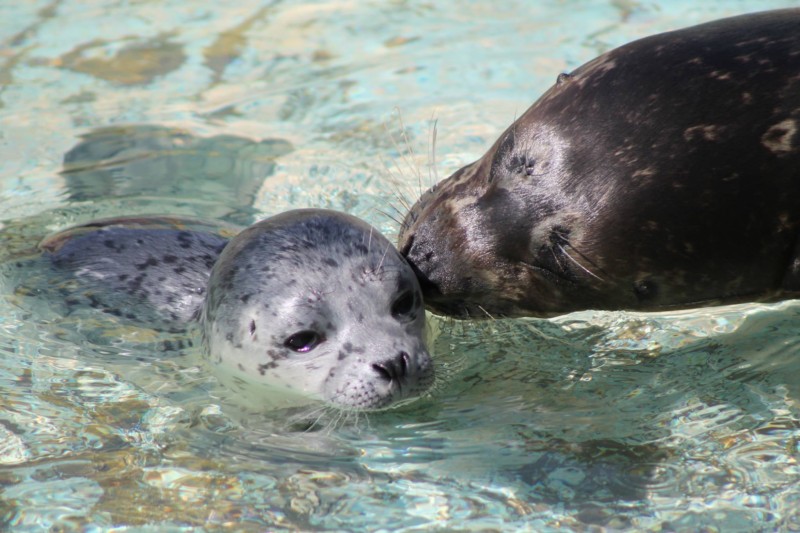 Rare Birth of Pacific Harbor Seal at Six Flags Discovery Kingdom