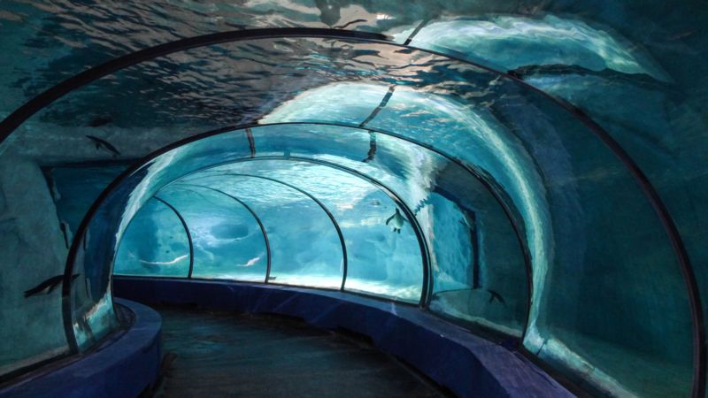 Reynolds Polymer Provides Windows to the Underwater Worlds of Chimelong Ocean Kingdom
