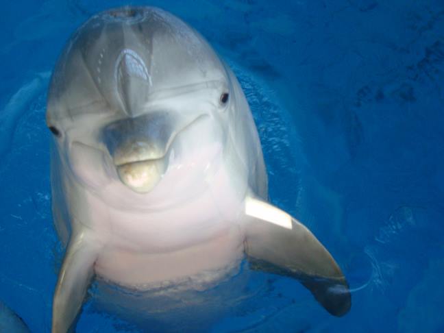 National Aquarium Evaluates Its Future and That of Its Dolphins
