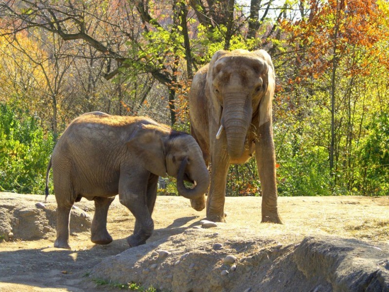 VIDEO: Cattle Dogs Wrangle Elephants at Pittsburgh Zoo