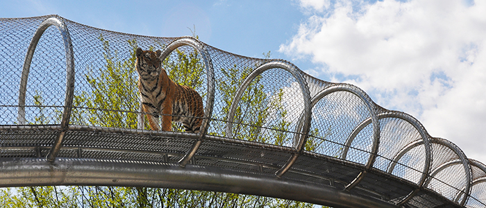 Big Cats Join Primates on Philadelphia Zoo’s Zoo360 Trail System