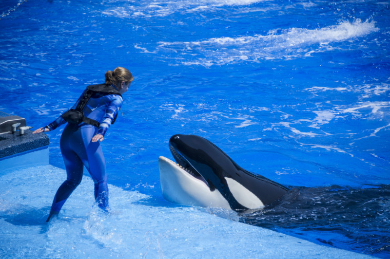 SeaWorld Adds to Killer Whale Trainer Safety Program with Air Vests
