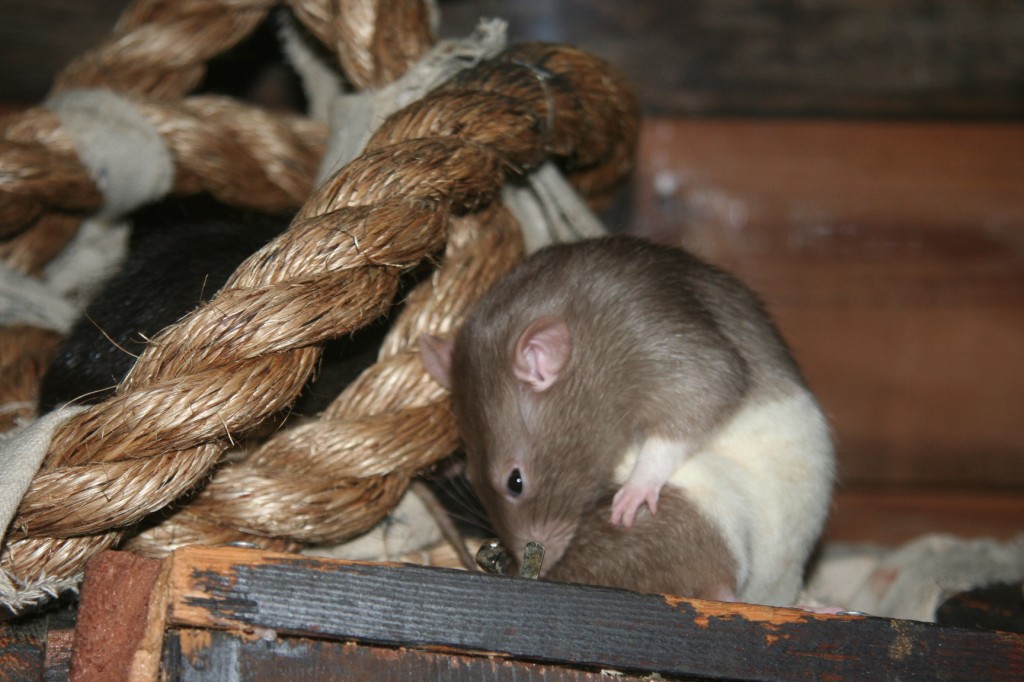 Rat Photo 1