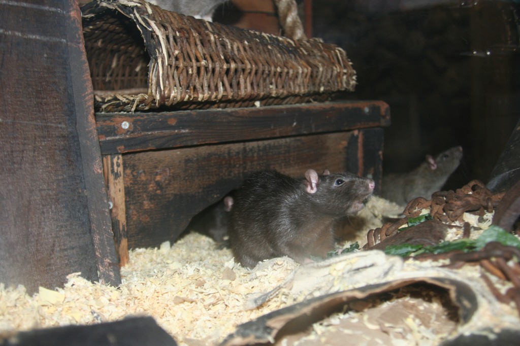 Rat Photo 4