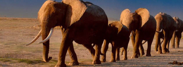Jackson Hole Wildlife Film Festival Announces Theme for 2015 – Elephants: Saving Ivory