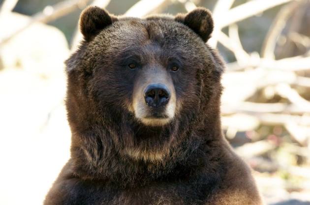 Rescued Grizzly Bears to Occupy Newly Renovated Habitat at Central Park Zoo