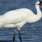Whooping_Crane_s52-13-503_l_1
