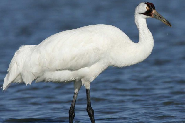 Audubon Institute Joins with AZA to Bring Attention to Endangered Species