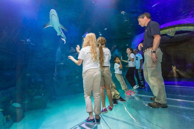 Reynolds Polymer Gives Sea Life Orlando Guests 360 Degree View of Ocean