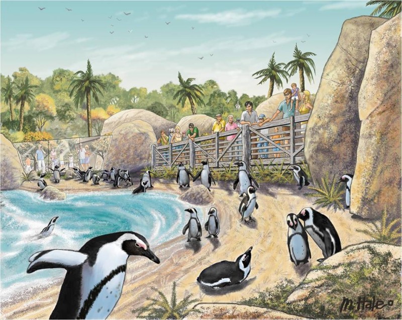 An artist's rendering of the Penguin Beach area in Conrad Prebys Africa Rocks
