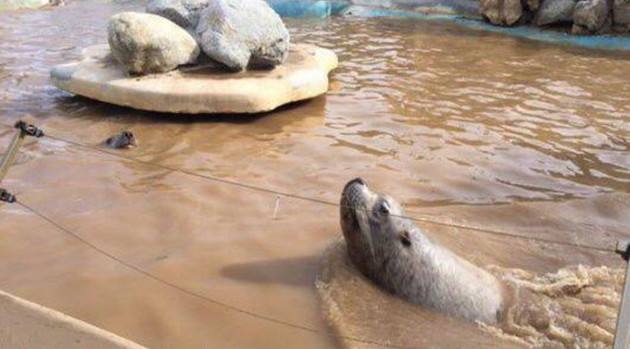 UPDATED! Parques Reunidos’ Flagship Marine Life Park Severely Damaged by Floods
