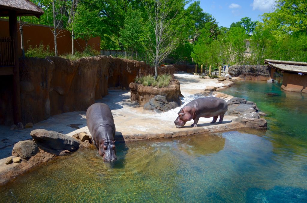 PHOTOS: Memphis Zoo's Zambezi River Hippo Camp | InPark Magazine
