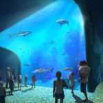 New Aquarium Rendering 75976_Stl_Aq_Shark