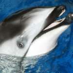 helen-dolphin