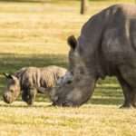 Busch-Gardens-Rhino-and-Baby
