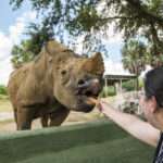 NEW Rhino Encounter at Busch Gardens Tampa Bay