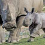 rhino-justin-and-mom-1000px