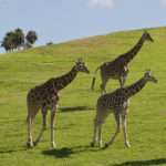 Giraffes at the San Diego Zoo Safari Park