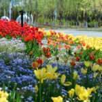 Flowers-blooming-in-the-expo-park-1