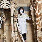 Two metres please! Ahead of its reopening, Museum Conservator Cheryl Lynn checks specimens are in line with social distancing regulations at the Natural History Museum.