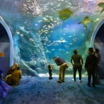EXP_St.Louis Aquarium1