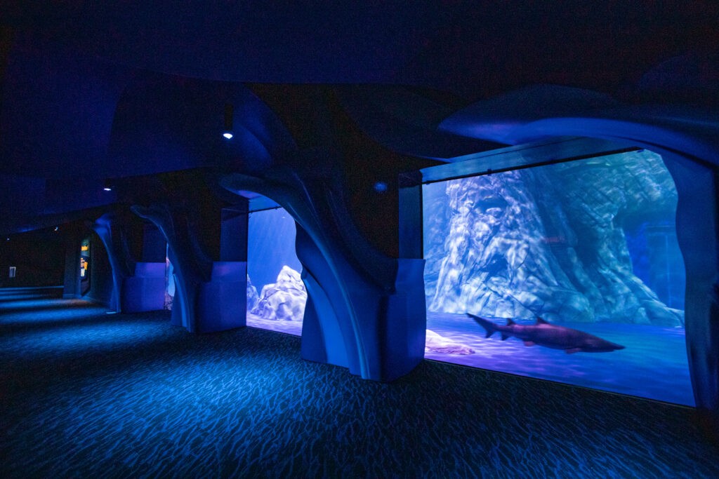 Georgia Aquarium opening one of the world's largest shark exhibits