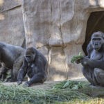 Gorilla Troop at the San Diego Zoo Safari Park Test Positive for COVID-19The great apes continue to be observed closely by the San Diego Zoo Global veterinary teamMembers of the Gorilla Troop at the San Diego Zoo Safari Park have tested positive for SA