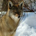American red wolf alert in snow_credit Rebecca Bose_Wolf Conservation Center_South Salem New York