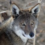 American red wolf beauty face shot 2_credit Rebecca Bose_Wolf Conservation Center_South Salem New York