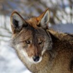 American red wolf face in snow_credit Rebecca Bose_Wolf Conservation Center_South Salem New York