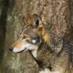 American red wolf face profile_credit Point Defiance Zoo and Aquarium_Tacoma Washington