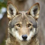 American red wolf face_credit Becky Bartel_U.S. Fish and Wildlife Service