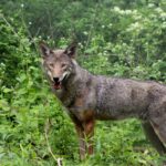 American red wolf in woods_credit Rebecca Bose_Wolf Conservation Center_South Salem New York