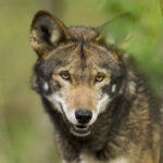 American red wolf looking at camera_credit Point Defiance Zoo and Aquarium_Tacoma Washington