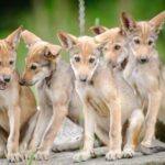American red wolf pups_credit Point Defiance Zoo and Aquarium_Tacoma Washington