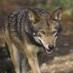 American red wolf walking_credit Point Defiance Zoo and Aquarium_Tacoma Washington