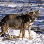 American red wolves in snow_credit Ashley Brown_Endangered Wolf Center_Eureka Missouri